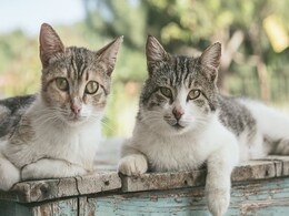 Cats Get Second Chance At Life As Surgeons Perform Kidney Transplant Cats Get Second Chance At Life As Surgeons Perform Kidney Transplant