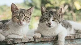 US Animal Shelter Offers To 'Neuter Your Ex' For Valentine's Day