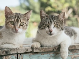 US Animal Shelter Offers To 'Neuter Your Ex' For Valentine's Day