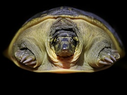 97 Indian Flapshell Turtles Found In Sack At Uttar Pradesh Railway Station 97 Indian Flapshell Turtles Found In Sack At Uttar Pradesh Railway Station