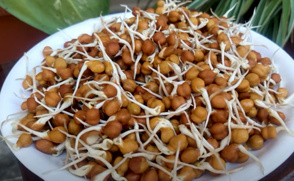 अंकुरित चने रोज खाना कर दीजिए शुरू, तेजी से वजन हो जाएगा कम