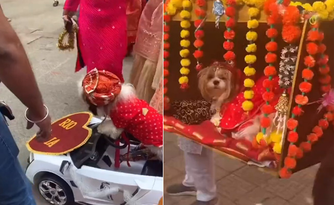 VIDEO: डॉगी की ग्रैंड वेडिंग, कार से आया दूल्हा, पालकी से हुई दुल्हन की विदाई, जमकर नाचे बाराती