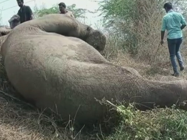 Elephant Tragedies Amid Oscar Honour