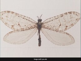 Rare Jurassic-Era Insect Found Near Walmart Store In US Rare Jurassic-Era Insect Found Near Walmart Store In US