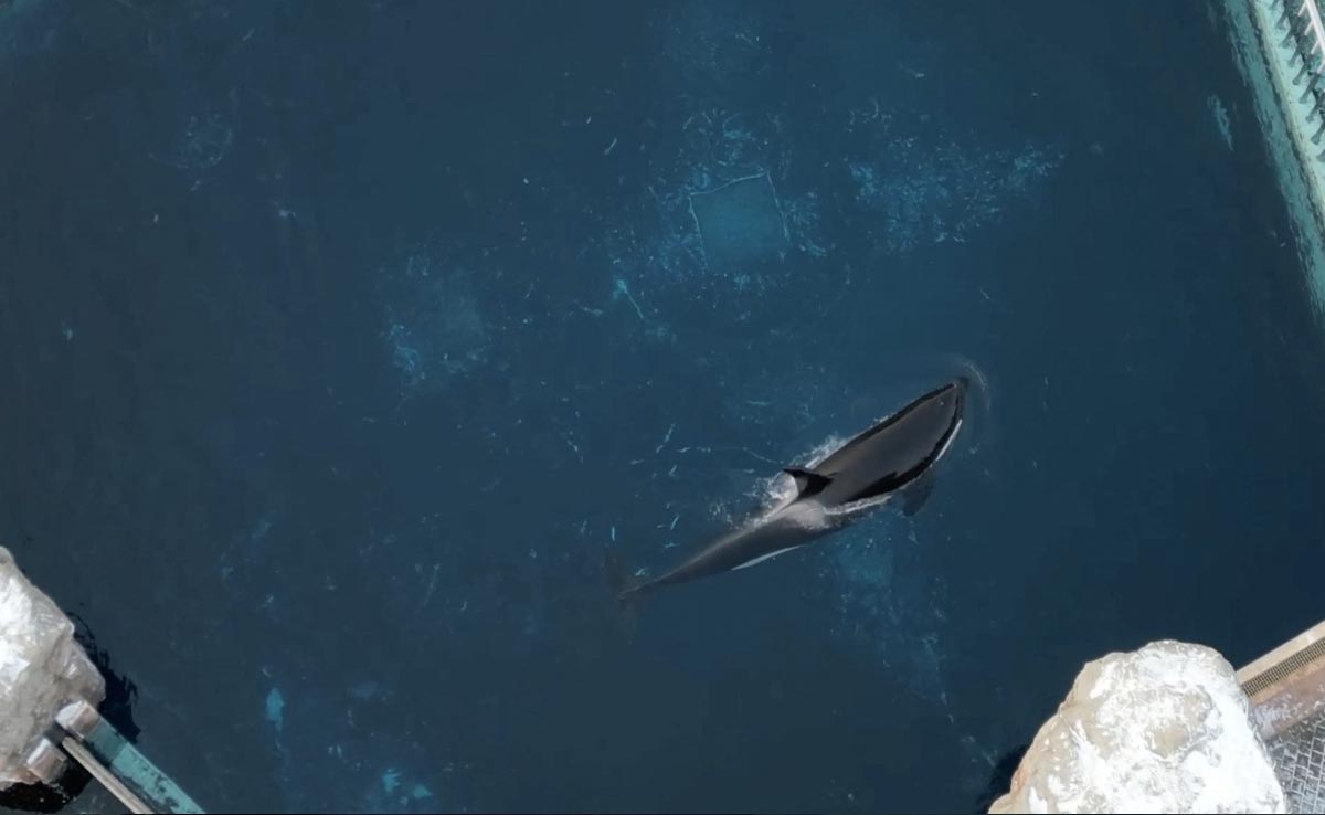 Kiska, Canada's Last Captive Killer Whale, Dies