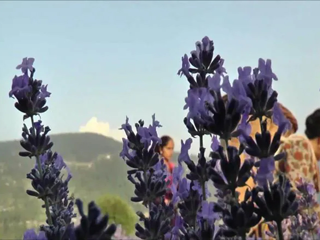 Lavender Cultivation Changing Lives Of J&K Farmers
