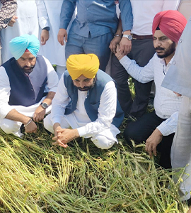 पंजाब : मान सरकार ने बढ़ाया फसल मुआवजा, रकम में किया गया 25 प्रतिशत का इजाफा