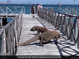 अचानक पुल पर आ गए कोमोडो ड्रैगन, इस तरह उल्टे पैर भागने को मजबूर हुए लोग अचानक पुल पर आ गए कोमोडो ड्रैगन, इस तरह उल्टे पैर भागने को मजबूर हुए लोग
