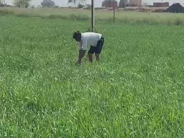 Will High Temperatures, Less Rain Impact Agriculture?