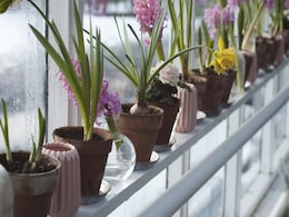 क्या आपकी बालकनी में धूप नहीं आती है तो लगा लीजिए ये 6 प्लांट, इन्हें नहीं होती सनलाइट की जरूरत क्या आपकी बालकनी में धूप नहीं आती है तो लगा लीजिए ये 6 प्लांट, इन्हें नहीं होती सनलाइट की जरूरत