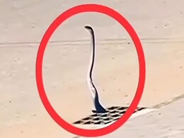 Shocking Video: बीच सड़क फन फैलाकर खड़ा हो गया विशालकाय काला सांप, आगे जो हुआ उसे देख कांप जाएगी रूह Shocking Video: बीच सड़क फन फैलाकर खड़ा हो गया विशालकाय काला सांप, आगे जो हुआ उसे देख कांप जाएगी रूह