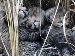 नामीबिया से आए चीता ने 4 शावकों को दिया जन्म, PM मोदी ने ज़ाहिर की खुशी, बोले- वंडरफुल न्यूज़ नामीबिया से आए चीता ने 4 शावकों को दिया जन्म, PM मोदी ने ज़ाहिर की खुशी, बोले- वंडरफुल न्यूज़