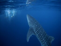 UN Member States Reach "Historic" Agreement To Protect Ocean Life UN Member States Reach "Historic" Agreement To Protect Ocean Life