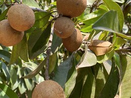 Is Chiku Good For Digestion? Here's Why You Should Eat Sapota