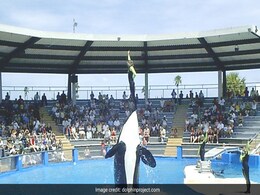 World's Oldest Killer Whale Lolita Dies After 50 Years In Captivity World's Oldest Killer Whale Lolita Dies After 50 Years In Captivity