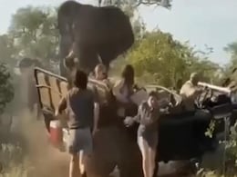 जंगल सफारी के मजे ले रहे Tourists को महंगा पड़ा हाथी के पास जाना, VIDEO देख कांप जाएगी रूह! जंगल सफारी के मजे ले रहे Tourists को महंगा पड़ा हाथी के पास जाना, VIDEO देख कांप जाएगी रूह!