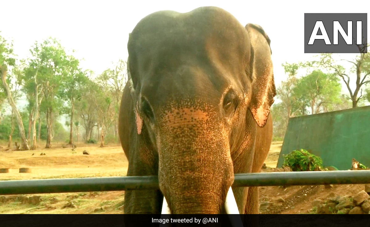 WATCH PICS: ऑस्कर जीतने के बाद 'स्टार' बने 'The Elephant Whisperers' के हाथी को देखने उमड़ी भीड़