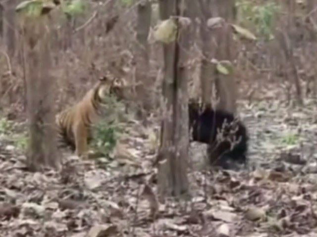 Rare Video Of Fight Between Tiger And Bear In Corbett
