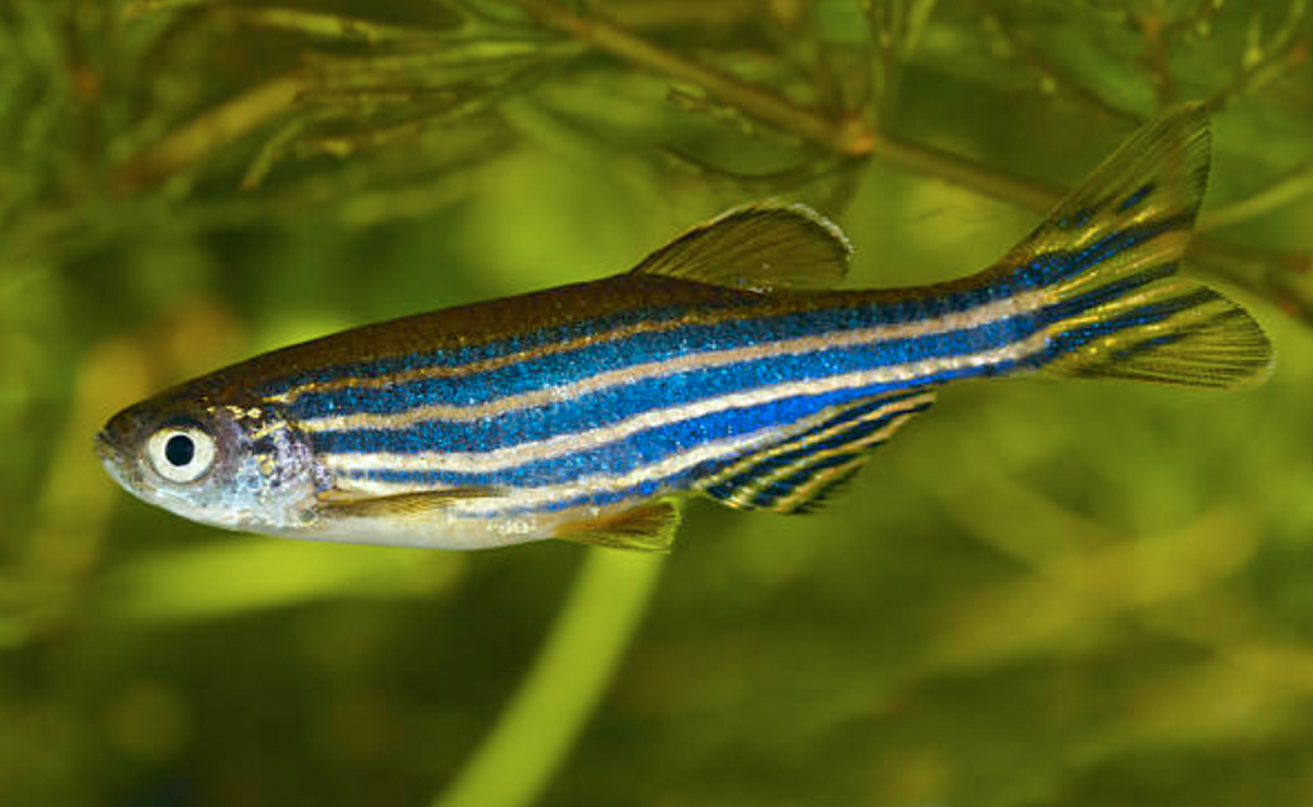 Fish Can Sense Each Other's Fear And Become Afraid Too, Shows Study