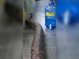VIDEO: ये है दुनिया का सबसे बड़ा सांप, उठाने में क्रेन वालों के भी छूट जाते हैं पसीने! VIDEO: ये है दुनिया का सबसे बड़ा सांप, उठाने में क्रेन वालों के भी छूट जाते हैं पसीने!