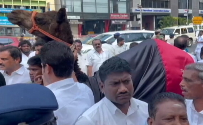 Watch: DMK Workers Gift Camel To Party Chief MK Stalin On His 70th Birthday