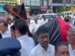 Watch: DMK Workers Gift Camel To Party Chief MK Stalin On His 70th Birthday Watch: DMK Workers Gift Camel To Party Chief MK Stalin On His 70th Birthday