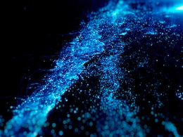 रात के समय चमकते हैं भारत के ये 5 Beaches, दिखता है अद्भुत नजारा, बिना देर किए बना लीजिए घूमने का प्लान  रात के समय चमकते हैं भारत के ये 5 Beaches, दिखता है अद्भुत नजारा, बिना देर किए बना लीजिए घूमने का प्लान