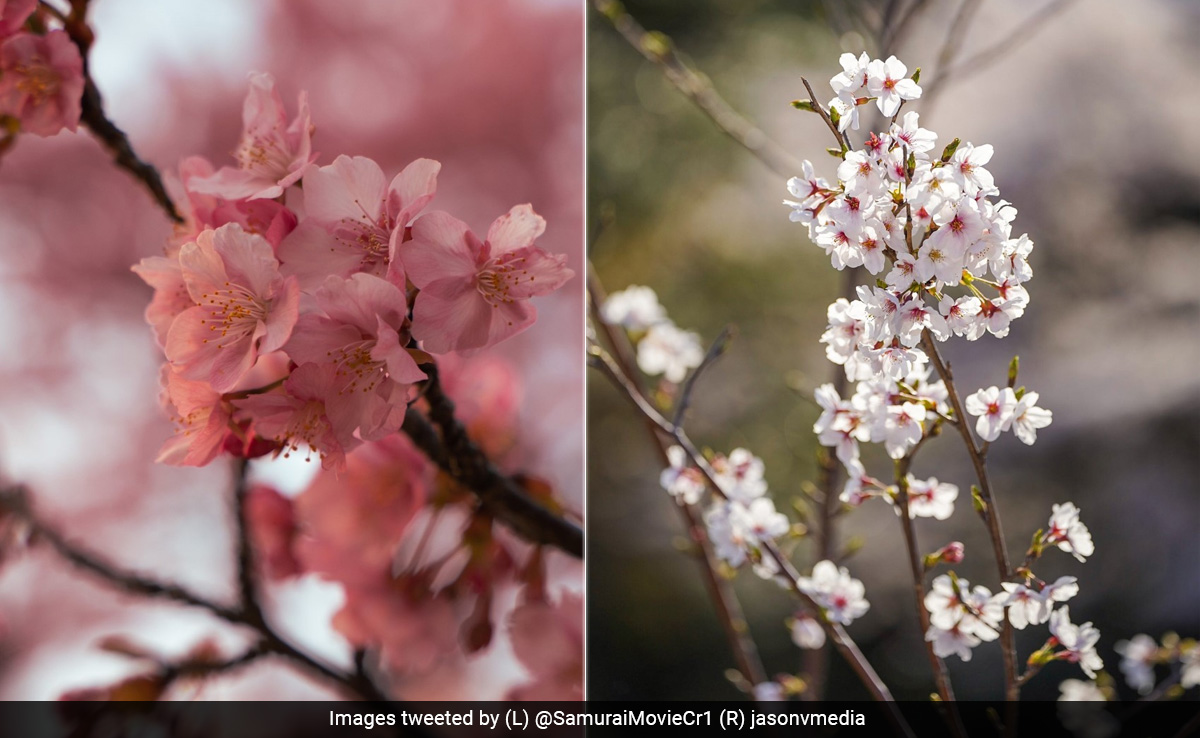 As Cherry Blossoms Begin Blooming In Tokyo, Twitter Users Share Beautiful Pics And Videos