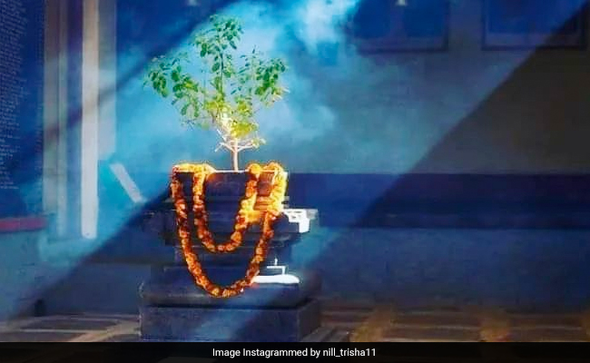 Tulsi Pujan Diwas 2023: आज है तुलसी पूजन दिवस, जानिए इस दिन तुलसी पूजा का महत्व और विधि