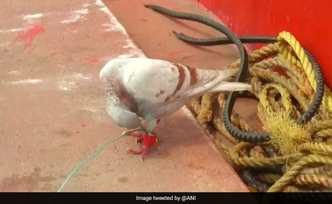 Suspected Spy Pigeon With Devices Fitted On Leg Caught Off Odisha Coast
