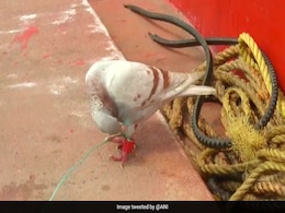 Suspected Spy Pigeon With Devices Fitted On Leg Caught Off Odisha Coast Suspected Spy Pigeon With Devices Fitted On Leg Caught Off Odisha Coast