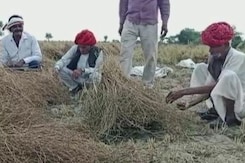 Unseasonal Rain Damage Crops In Several States Unseasonal Rain Damage Crops In Several States