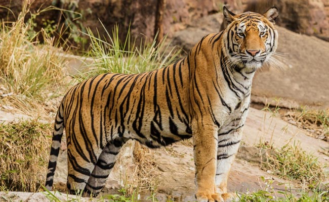 3 Tigers, 1 Leopard Die Of Avian Influenza At Nagpur Rescue Centre