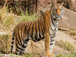 2 Allegedly Cut-Off Head Of Dead Tiger In Madhya Pradesh, Arrested: Cops 2 Allegedly Cut-Off Head Of Dead Tiger In Madhya Pradesh, Arrested: Cops