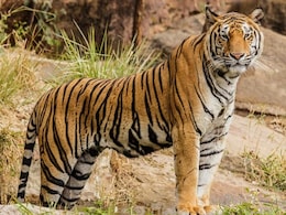 40-Year-Old Man Dies After Being Attacked By Tiger In Uttar Pradesh