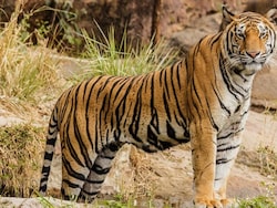 Rescued Tiger Found Dead In Madhya Pradesh, 28th Casualty This Year