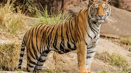 Rescued Tiger Found Dead In Madhya Pradesh, 28th Casualty This Year