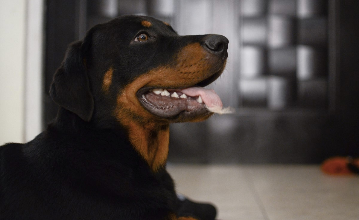 Brave Dog Saves Owner From Black Mamba Snake Hiding Behind Couch