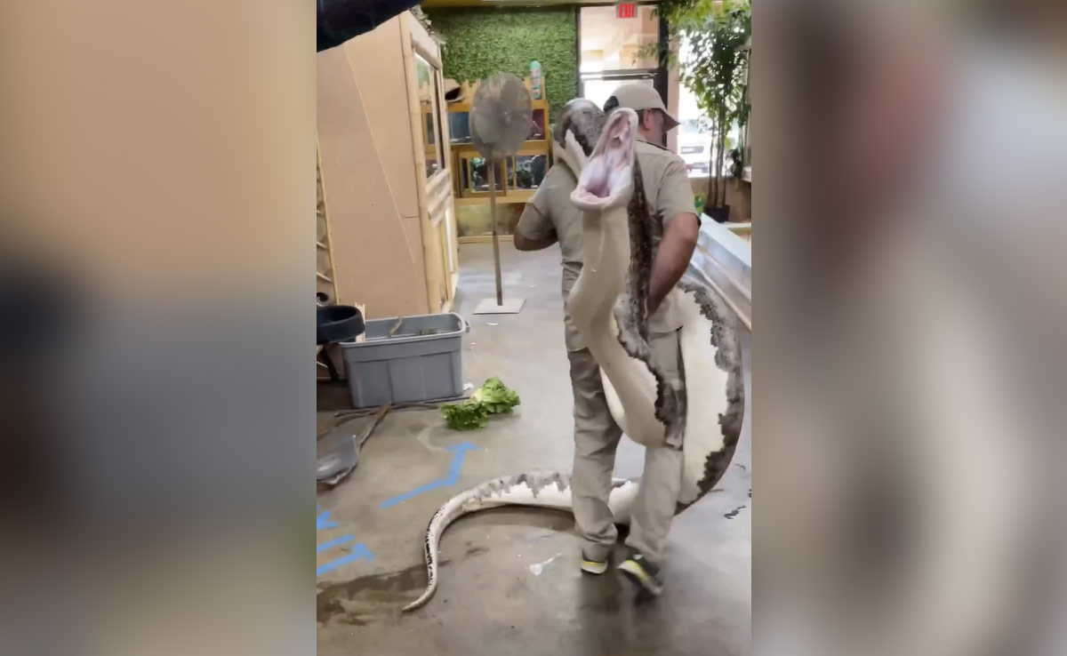 कंधे पर विशालकाय अजगर लेकर घूम रहा था शख्स, Video देख लोगों ने दिए अजीबोगरीब रिएक्शन