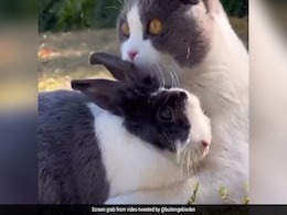 बिल्ली से लिपटकर खेलता दिखा खरगोश, दोनों के बीच ऐसा प्यार देख दिल हार बैठे लोग बिल्ली से लिपटकर खेलता दिखा खरगोश, दोनों के बीच ऐसा प्यार देख दिल हार बैठे लोग