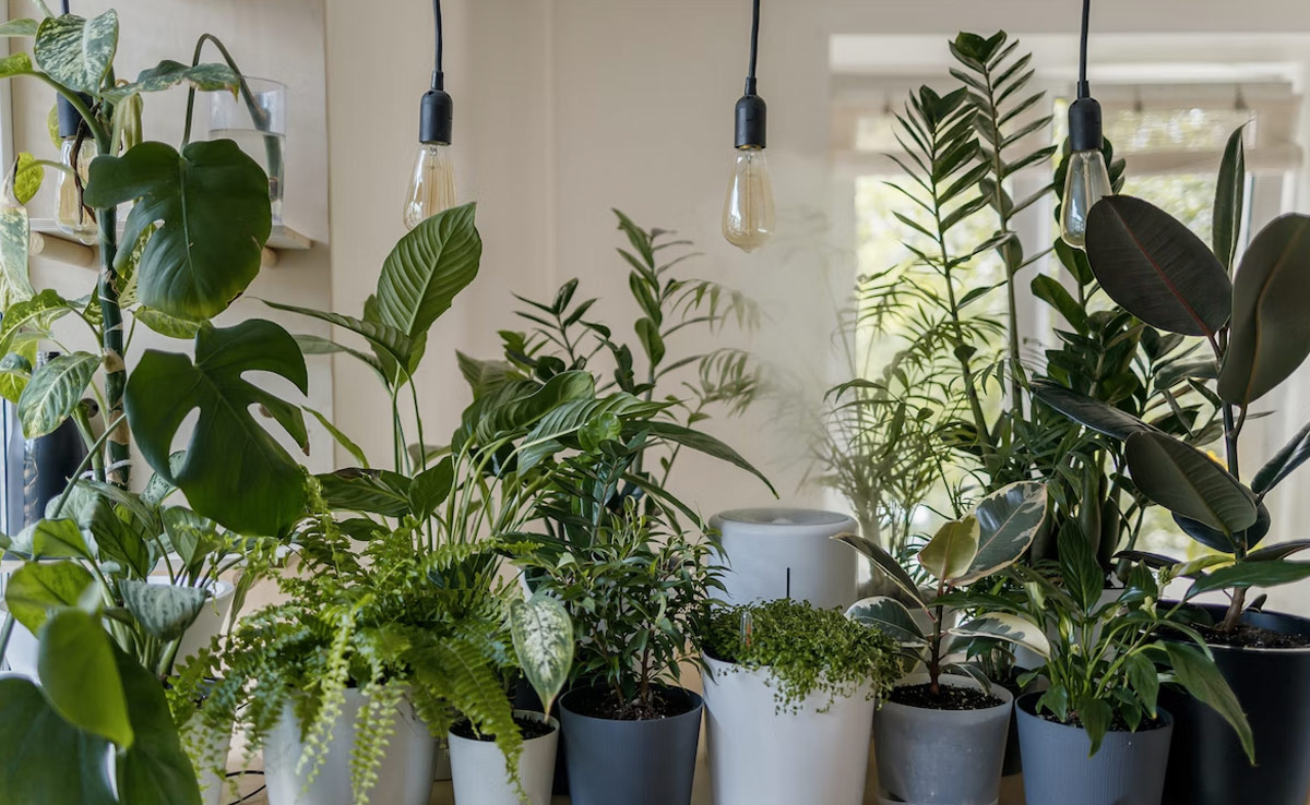 Plants May "Scream" Out Loud When Stressed: Study