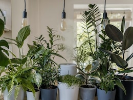 Home Gardening Tips:  न मिट्ठी, न ही माली, बस पानी की मदद से घर में उगाएं ये 5 खूबसूरत पौधे