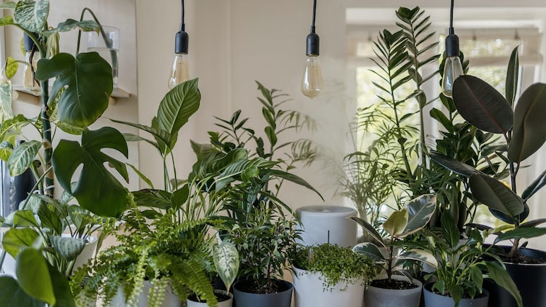 Home Gardening Tips:  न मिट्ठी, न ही माली, बस पानी की मदद से घर में उगाएं ये 5 खूबसूरत पौधे