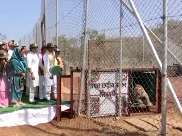 सीएम शिवराज सिंह ने माधव नेशनल पार्क के बाड़े में दो बाघों को छोड़ा