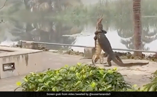 Forest Officer Shares Video Of Two Reptiles Fighting While Standing Up