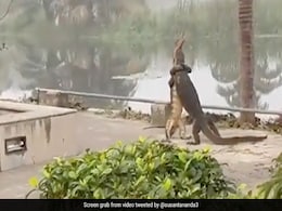 IFS ऑफिसर ने शेयर किया प्यार में डूबी छिपकलियों का गले लगने वाला VIDEO, लोगों ने कहा 'तेरे मेरे बीच में कैसा है ये बंधन' IFS ऑफिसर ने शेयर किया प्यार में डूबी छिपकलियों का गले लगने वाला VIDEO, लोगों ने कहा 'तेरे मेरे बीच में कैसा है ये बंधन'