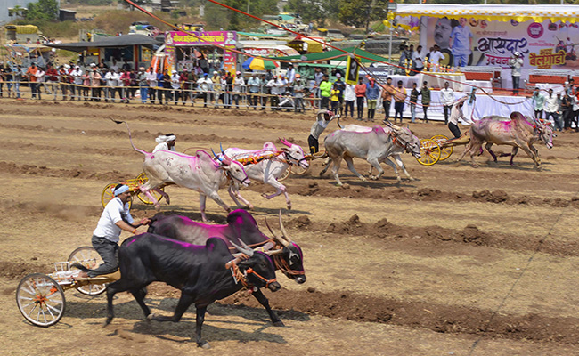 2 Senior Citizens Dead After Bullock Cart Race In Maharashtra