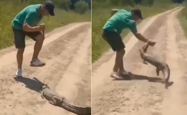 VIDEO: मगरमच्छ के बच्चे को कम आंकने की गलती कर बैठा शख्स, मुंह फाड़कर चबा डाला हाथ!
