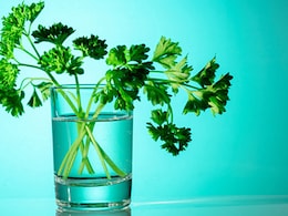 Kitchen Tips: 5 Easy Ways To Keep Coriander Fresh For Longer