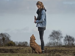 Study On Brain Of Anxious Dogs Shows How Changes Are Close To Humans Study On Brain Of Anxious Dogs Shows How Changes Are Close To Humans
